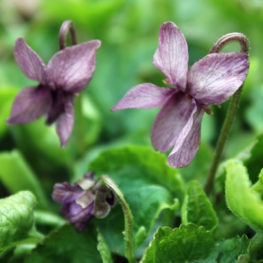 Neu! Duftveilchen Parchment (Pflanze)