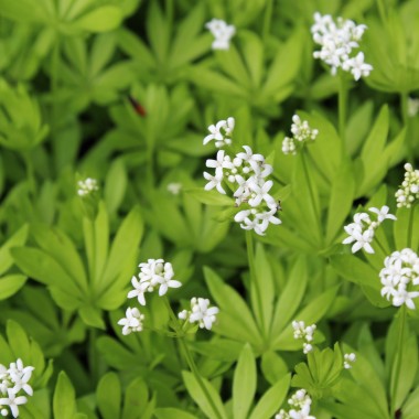 Waldmeister (Samen)