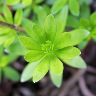 Waldmeister (Samen)