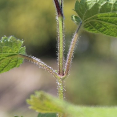 Neu! Waldziest (Samen)