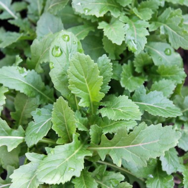 Wasabi-Rauke (Samen)