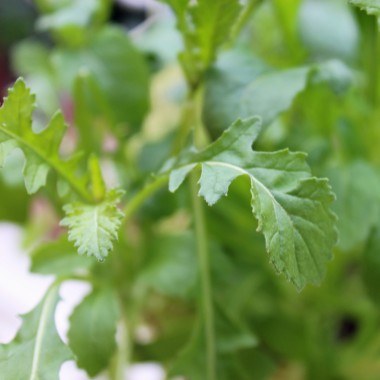 Wasabi-Rauke (Samen)