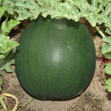 Wassermelone Blacktail Mountain (Samen)