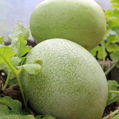 Wassermelone Ali Baba (Samen)