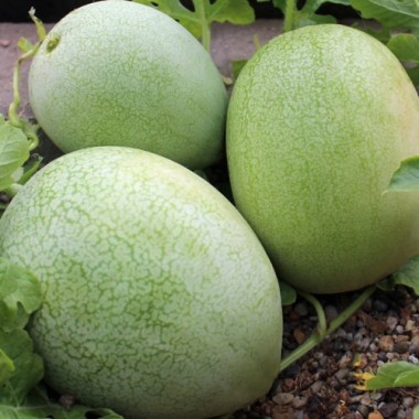 Wassermelone Ali Baba (Samen)