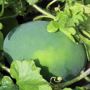 Wassermelone Art Combe's Ancient (Samen)
