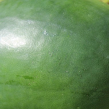 Wassermelone Art Combe's Ancient (Samen)