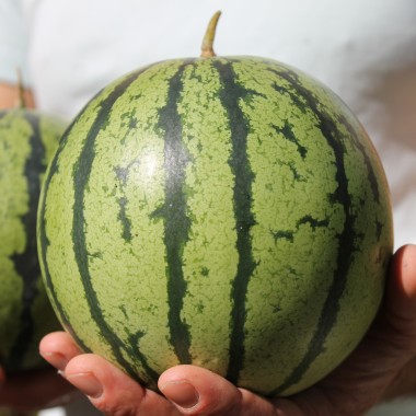 Wassermelone Cream of Sasketchewan (Samen)