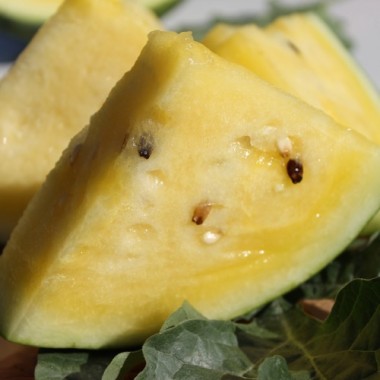Wassermelone Janosik (Samen)