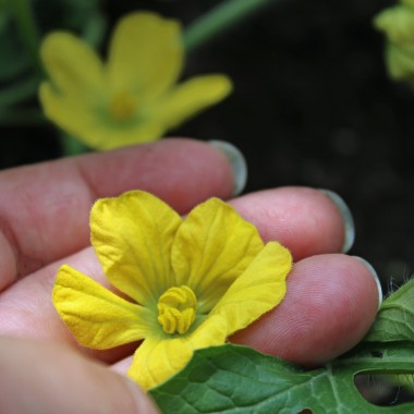 Wassermelone Mountain Sweet Yellow (Samen)