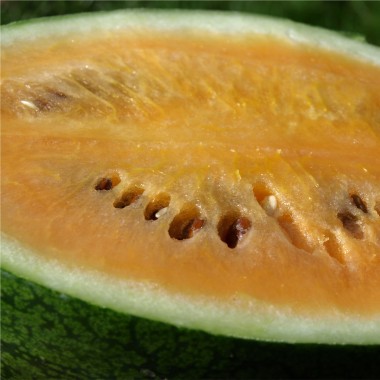 Wassermelone Sweet Siberian (Samen)