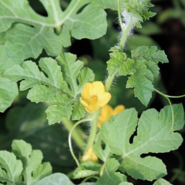 Wassermelone Wilson's Sweet (Samen)