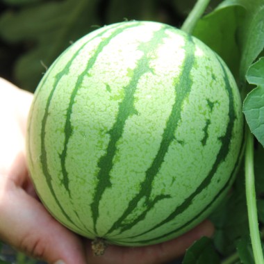 Wassermelone Cream of Sasketchewan (Samen)