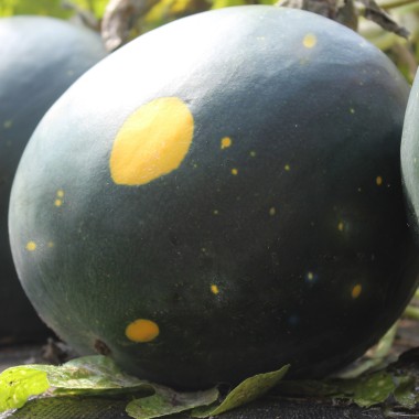 Wassermelone Moon and Stars (Samen)