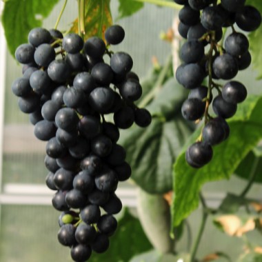 Neu! Wein Agat Donski (Pflanze)