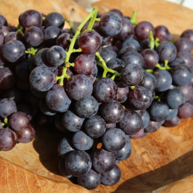 Erdbeerwein Concord (Pflanze)