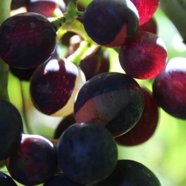 Wein Tressot Panaché (Pflanze)