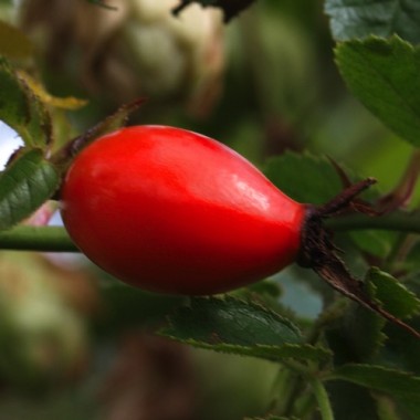 Weinrose (Pflanze)