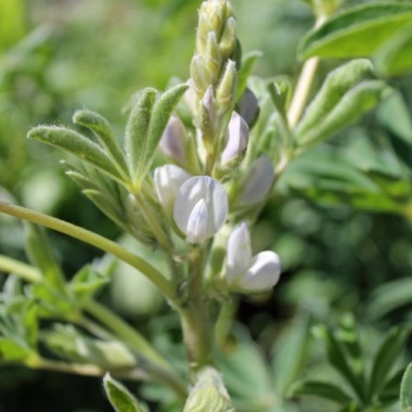 Weiße Süßlupine (Samen)