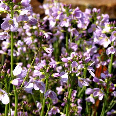 Wiesenschaumkraut (Samen)
