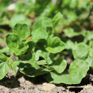 Wiesenschaumkraut (Samen)