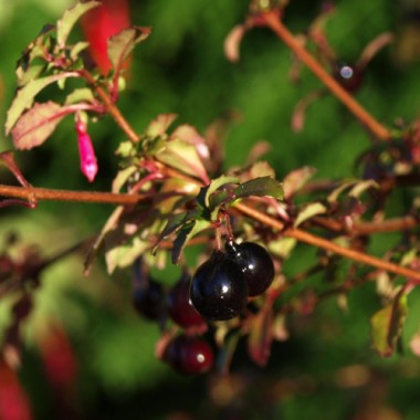 Wildfuchsie feinblättrig (Pflanze)