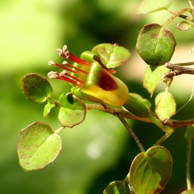 Wildfuchsie großfrüchtig (Pflanze)