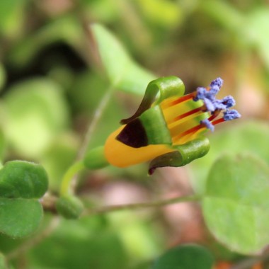 Wildfuchsie großfrüchtig (Pflanze)