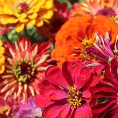 Zinnie Dahlia Flowered Mix (Samen)