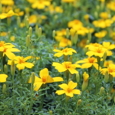 Zitronengewürztagetes (Samen)