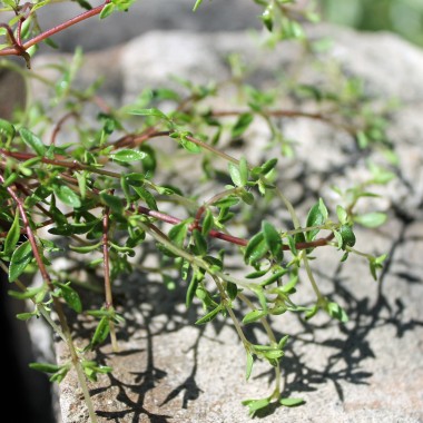 Zitronenteppichthymian (Pflanze)