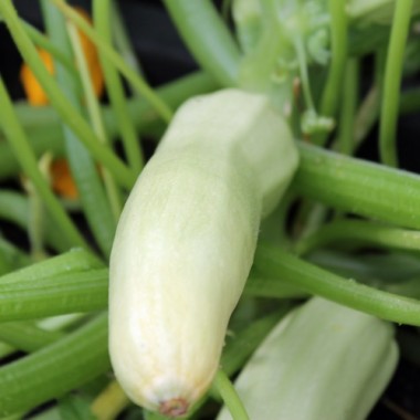 Zucchini Bianco di Sicilia (Samen)