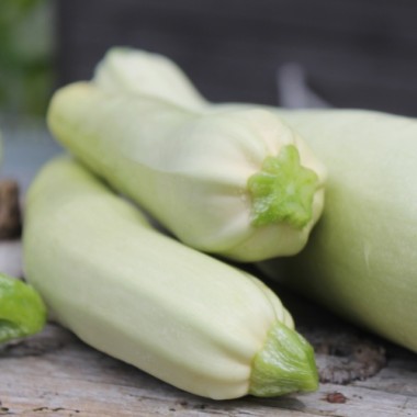 Zucchini Bianco di Sicilia (Samen)