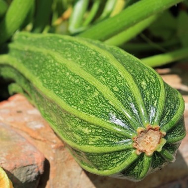 Zucchini Lungo Fiorentino (Samen)