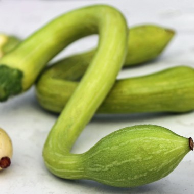 Zucchini Tromboncino d'Albenga (Samen)
