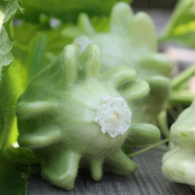 Zucchini Yugoslavian Finger Fruit (Samen)