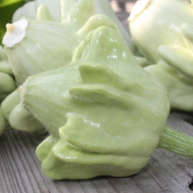 Zucchini Yugoslavian Finger Fruit (Samen)