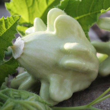 Zucchini Yugoslavian Finger Fruit (Samen)