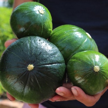 Zucchini Zapalitto (Samen)