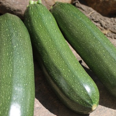 Zucchini Zuboda (Samen)