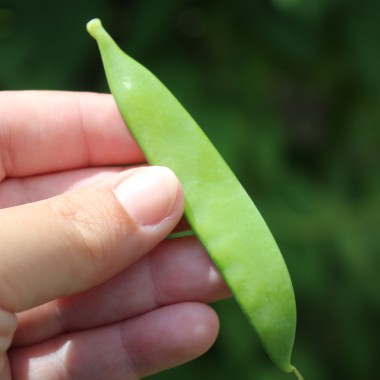 Zuckererbse Ambrosia (Samen)