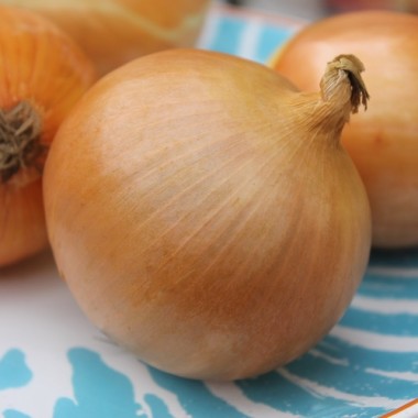 Zwiebel Augusta (Samen)