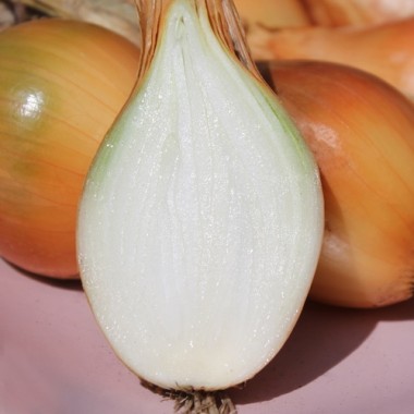 Zwiebel Birnenförmige (Samen)