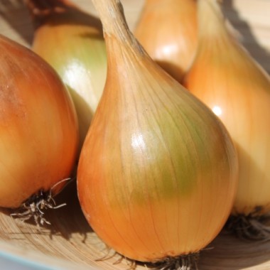Zwiebel Birnenförmige (Samen)