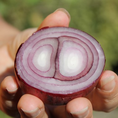 Zwiebel Braunschweiger Dunkelblutrote (Samen)