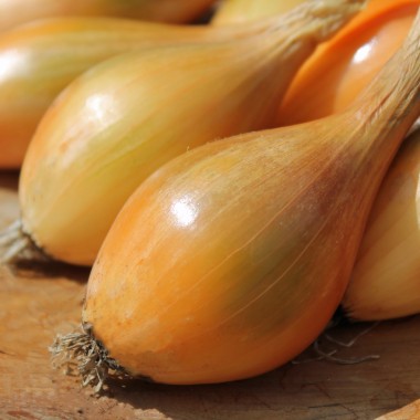 Zwiebel Schoderleer (Samen)