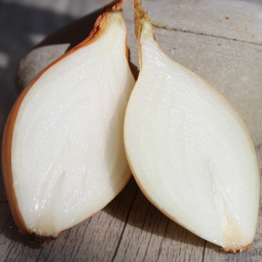 Zwiebel Schoderleer (Samen)