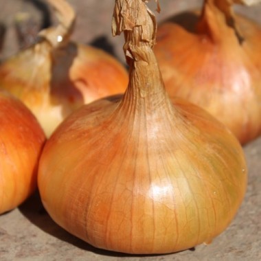 Zwiebel Stuttgarter Riesen (Samen)