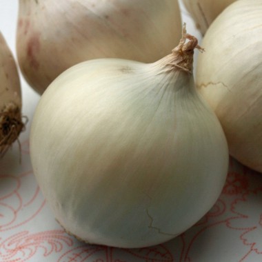 Zwiebel Tonda Musona Bianca (Samen)