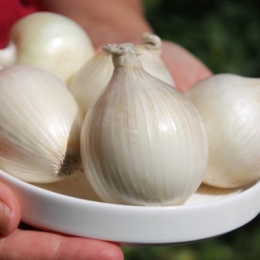 Zwiebel White Utah Jumbo (Samen)